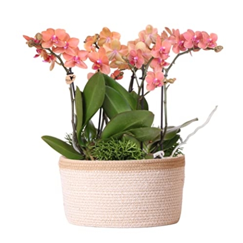 Kolibri Orchids | orangefarbenes Pflanzenset im Baumwollkorb inkl. Wassertank | drei orangefarbene Orchideen Bozen 9cm und drei Grünpflanzen Rhipsalis | Dschungelstrauß orange mit autarkem Wassertank