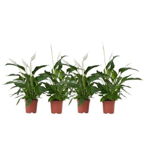 Plant in a Box - Spathiphyllum - 4er Set - Einblatt Zimmerpflanze - Topf 17cm - Höhe 60-75cm - Luftreinigende Zimmerpflanze