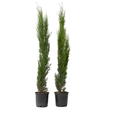 Plant in a Box - Cupressus sempervirens - 2er Set - Toskana Säulen Mittelmeerzypresse - Zypresse - Winterhart - Topf 19cm - Höhe 70-80cm