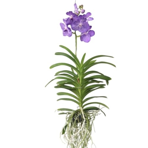 Plant in a Box - Vanda Magic XXL – Königsblau – Höhe 90 cm