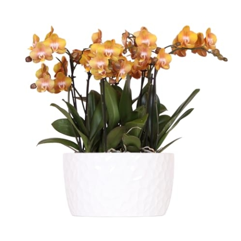 Kolibri Orchids | orange Orchideen-Set in Honigschale inkl. Wasserreservoir | drei orange Orchideen Las Vegas12cm | Mono Bouquet weiß mit autarkem Wasserreservoir