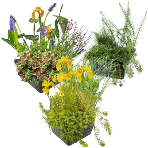 vdvelde.com - Vijverplanten Set Trio - • Waterplanten• 12 planten• Plaatsing: -10 tot -20 cm