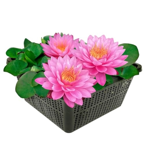 vdvelde.com - Winterharde Roze Waterlelie - Nymphaea Brittella - • Grote waterlelie• Volgroeide hoogte: 10 cm• Plaatsing: -10 tot -100 cm