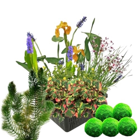 vdvelde.com - Waterplanten Set + Zuurstofplanten tegen Algen - • Combi set• 11 planten• Plaatsing: -10 tot -20 cm