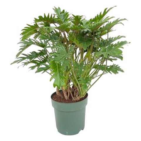 Trendyplants - Philodendron Xanadu - Zimmerpflanze - Höhe 70-90 cm - Topfgröße Ø22cm