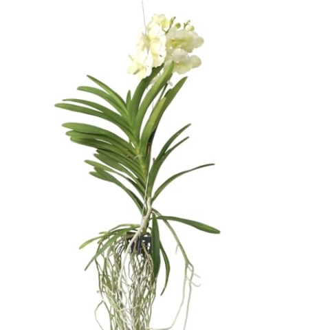 Plant in a Box - Vanda 'Tayanee Weiß' - Tropische Orchidee - Schöne Farbmischung - Blühende Orchidee - Höhe 45-55cm