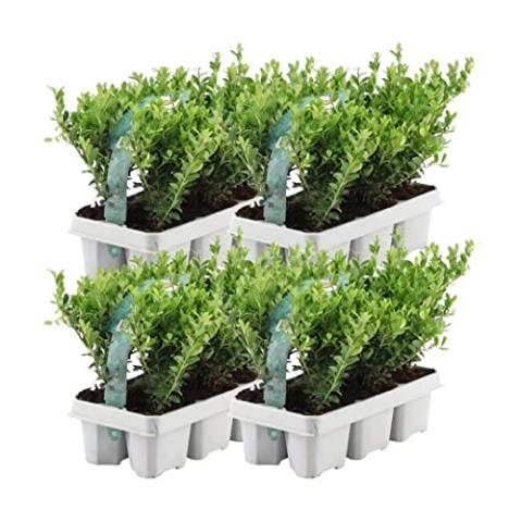 Plants by Frank – 24 Stechpalme Pflanze | Heckenpflanzen Winterhart | 24 x Ø7 cm - 15 cm Ilex crenata Jenny | Heckenpflanzen | Buchs ersatz | Buchsbaum ersatz