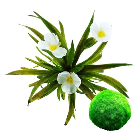 vdvelde.com - Krabbescheer - 6 stuks + 5 Zuurstofgevende Mosballen tegen Algen - • Zuurstofplant• Volgroeide hoogte: 20 cm• Plaatsing: los in het water