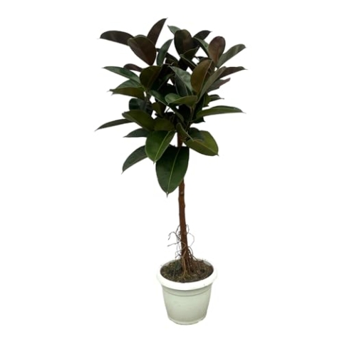 Trendyplants - Ficus Elastica Robusta Stamm - Gummibaum - Höhe 130-150 cm - Topfgröße Ø32cm