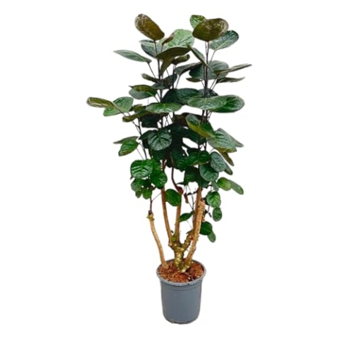 Trendyplants - Polyscias Fabian - Aralia - Zimmerpflanze - Höhe 120-140 cm - Topfgröße Ø24cm