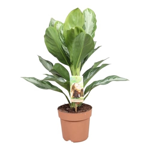 Trendyplants - Aglaonema Silver Bay - Zimmerpflanze - Höhe 45-65 cm - Topfgröße Ø17cm