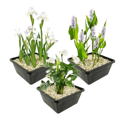 vdvelde.com - Teichpflanzen Set - Weiße Sumpfpflanzen - Kombi Set - 12 pflanzen - Platzierung: -1 bis -10 cm