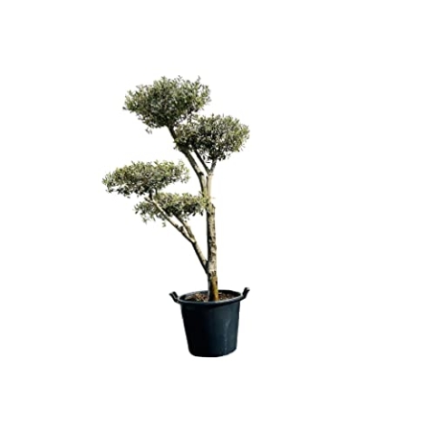 Tropictrees Olea Europea Plato - Olivenbaum pon pon, Stammumfang 20-25cm A+