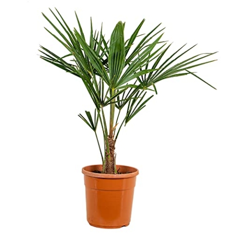 Bloomique - Trachycarpus Fortunei - Chinesische Hanfpalme - Palmen Winterhart Draußen - Höhe 70-80 cm - Topf 24 cm