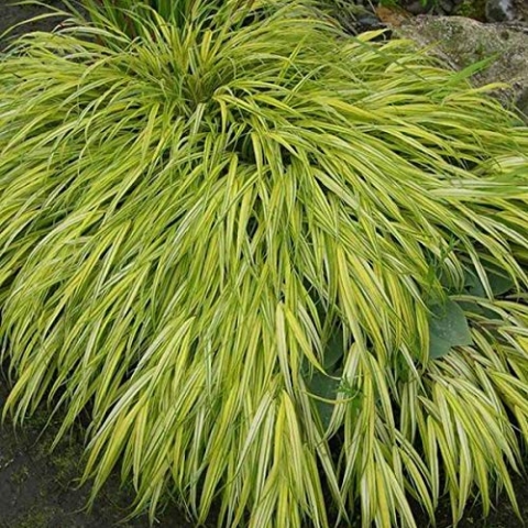 6er-Set Goldbandgras 'Aureola' - Hakonechloa Macra: Goldene Streifen im 9x9cm Topf.