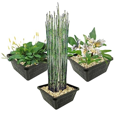 vdvelde.com - Vijverplanten Set - Speciale Waterplanten - • Combi set• 9 planten• Plaatsing: -1 tot -40 cm