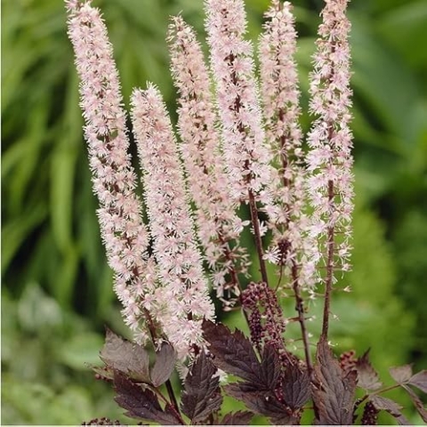 6x September-Silberkerze - Actaea ‘Pink Spike’ - Topf 9x9cm