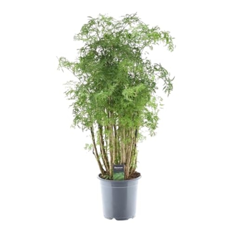 Trendyplants - Polyscias Hawaiiana Ming - Aralia - Zimmerpflanze - Höhe 80-100 cm - Topfgröße Ø19cm