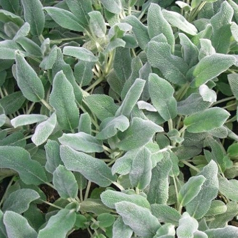 6x Teppich Wollziest - Stachys byzantina ‘Silver Carpet’ - Topf 9x9cm