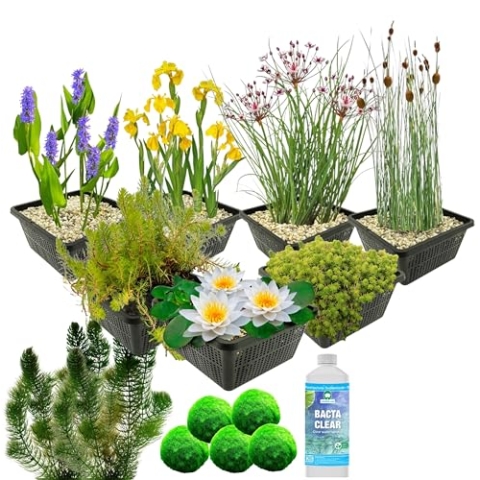 vdvelde.com - Wasserpflanzen Teich Winterhart - 36er Set Wasserpflanzen mit 1 Seerose und 19 Sauerstoffpflanzen - Für ca. 1000 liter Wasser - Inklusive Teichpflanzen Korb Sets