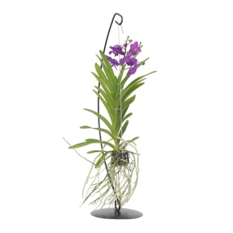 Plant in a Box - Vanda mit Ständer – Blau – Ständerhöhe 70 cm