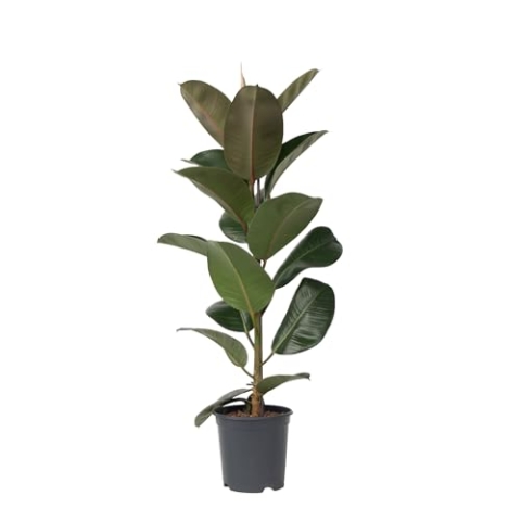 Plant in a Box - Ficus Elastica Robusta - Gummibaum - Luftreingende zimmerpflanze - Topf 24cm - Höhe 75-100cm