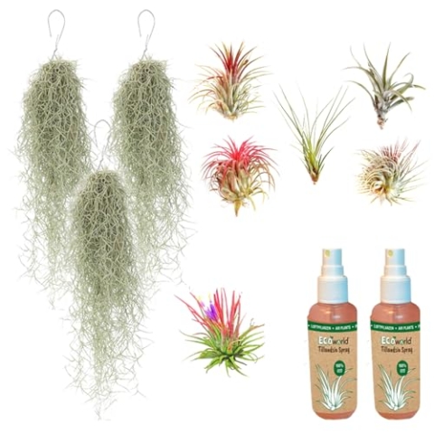 vdvelde.com - Ecoworld Tillandsia Luftpflanzen Echt 9er Set + 2 Tillandsien Spray für kräftige und intensiver gefärbte Pflanzen - 6 Stück Tillandsie Deko Pflanze - 3 Stück Tillandsia Usneoides