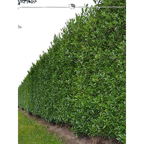 Kirschlorbeer Caucasica 180-200 cm IM TOPF. 15 grüne Heckenpflanzen. Lorbeerhecke
