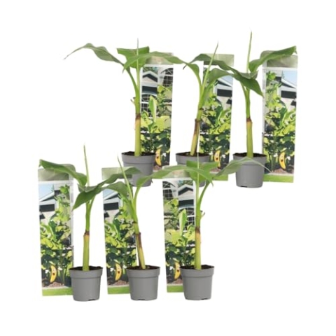 Plant in a Box - Musa Basjoo - Höhe 25-40cm - 6er Set - Bananenpflanze Winterhart - Bananenbaum - Exotische pflanzen - Topf 9cm