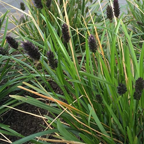 6x Grünes Kopfgras - Sesleria heufleriana - Topf 9x9cm
