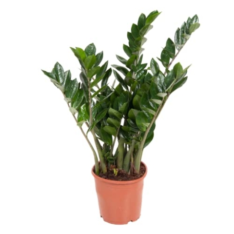 Plant in a Box - Zamioculcas Emerald - ZZ plant - Sehr pflegeleichte grüne Zimmerpflanze - Glänzende gefiederte Blätter - Echte Grüne Pflanze - Topf 21cm - Höhe 70-80cm