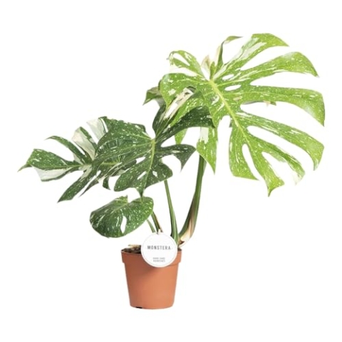 Trendyplants special - Monstera Thai Constellation - Zimmerpflanze - Höhe 45-65 cm - Topfgröße Ø15cm