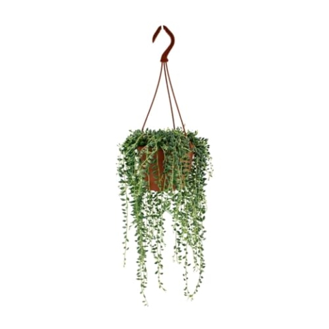 Senecio Herreianus - Ø12cm - 20cm - 20cm - Ø12cm - Zimmerpflanze - Immergrün
