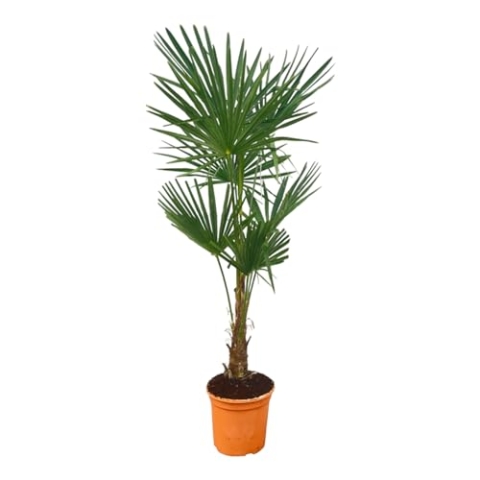 Trendyplants - Trachycarpus Fortuneii - Höhe 140-160 cm - Winterhart - Chinesische Fächerpalme - Gartenpflanze - Topfgröße Ø27cm