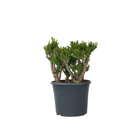 Plant in a Box - Crassula ovata 'Hobbit' XL - Zimmerpflanze - Sukkulente - ⌀ 30 cm - Höhe 55-60 cm