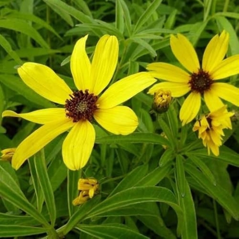 6x Hohes Mädchenauge - Coreopsis tripteris - Topf 9x9cm