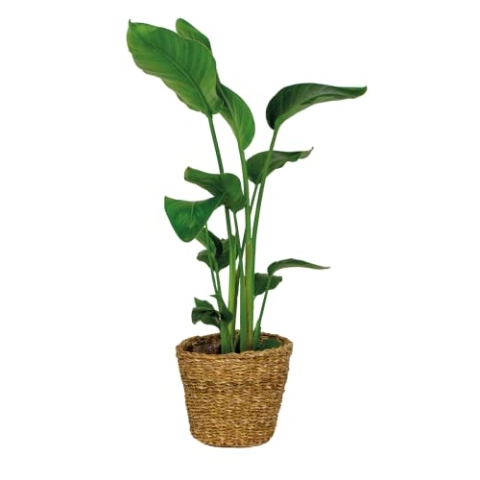 Strelitzia Nicolai inkl. Seegraskorb - Paradiesvogelpflanze - Lufcleaning - ⌀19 cm - 80-90 cm