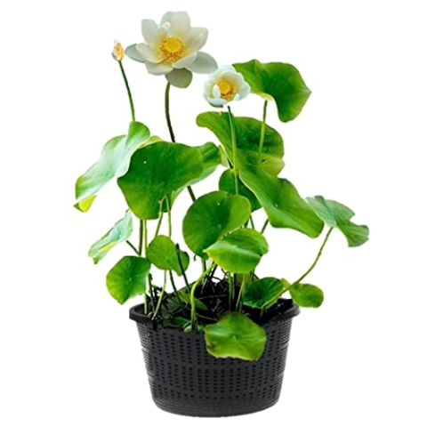 vdvelde.com - Witte Lotus - Nelumbo - 2 stuks - • Lotus plant• Volgroeide planthoogte: 60 cm• Plaatsing: -10 tot -20 cm