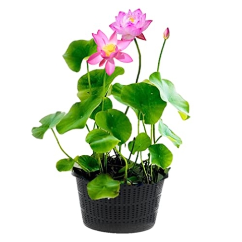 vdvelde.com - Roze Lotus - Nelumbo - 2 stuks - • Lotus plant• Volgroeide planthoogte: 60 cm• Plaatsing: -10 tot -20 cm