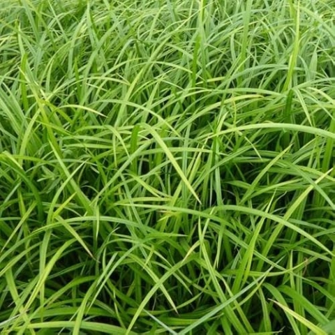 6x Wald Segge - Carex sylvatica - Topf 9x9cm
