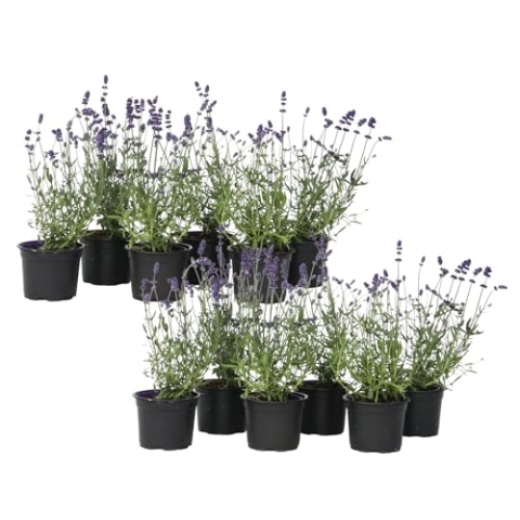 Plant in a Box - Lavandula angustifolia - 12er Set - Mehrjährige Lavendelpflanze - Topf 10,5cm - Höhe 10-15cm