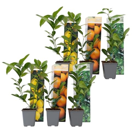 Plant in a Box - Citrus pflanzen Mix - 6er Set - Topf 9cm - Höhe 25-40cm - Zitronenbaum/Orangenbaum/Limettenbaum