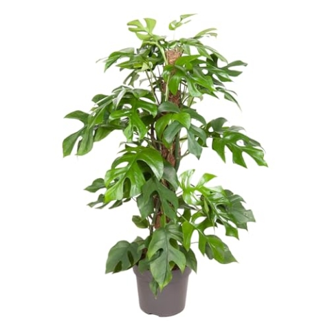 Trendyplants - Monstera Minima - Hohlpflanze - Zimmerpflanze - Höhe 55-75 cm - Topfgröße Ø19cm
