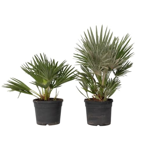 Plant in a Box - Chamaerops 'Vulcano' - 2er Set - Mediterrane Zwergpalme - Winterhart - Topf 19cm - Höhe 35-45cm - Kompakte palme