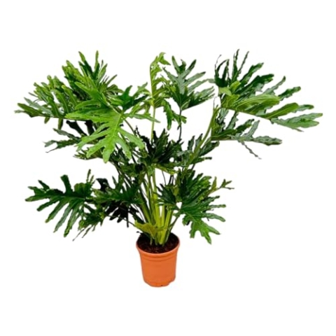 Trendyplants - Philodendron Selloum - Spitzenbaum-Philodendron - Zimmerpflanze - Höhe 110-130 cm - Topfgröße Ø24cm