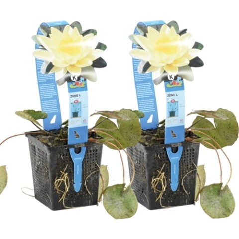 Bloomique - 2er Set - Nymphaea Marliacea Chormat - Gelbe Seerose - Zone 4 - Teichpflanzen Winterhart - Wasserpflanzen - Höhe 20-30 cm - Topf 11 cm