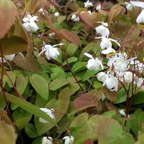 6x Flaumige Elfenblume 'Niveum' - Epimedium youngianum ‘Niveum’ - Topf 9x9cm