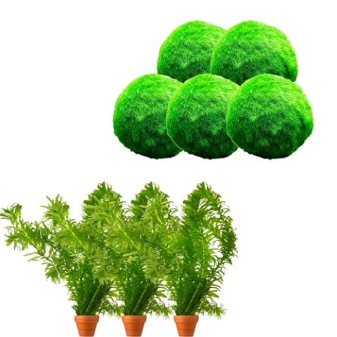 vdvelde.com - Waterpest - 5 stuks + 5 Zuurstofgevende Mosballen tegen Algen - • Zuurstofplanten• 10 losse planten• Plaatsing: los in het water