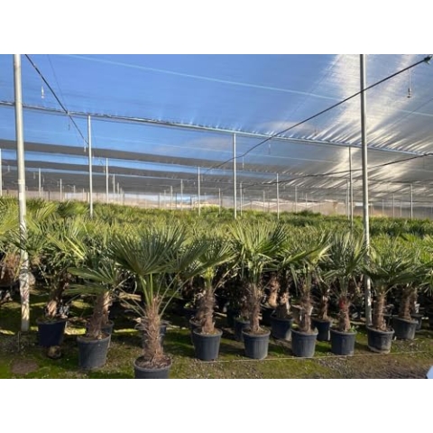 Trachycarpus Fortunei Chinesische Fächerpalme, 140-160 cm, Stammhöhe 40-50 cm, Winterhart bis -18°C, Topf Ø 33 cm