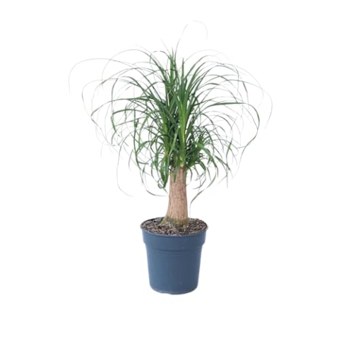 Plant in a Box - Beaucarnea recurvata - Elefantenfuß - Grüne zimmerpflanze - Topf 21cm - Höhe 60-70cm
